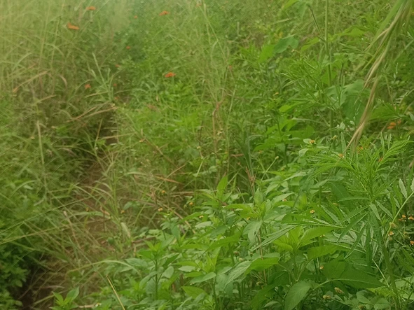 Farm & Agricultural Land