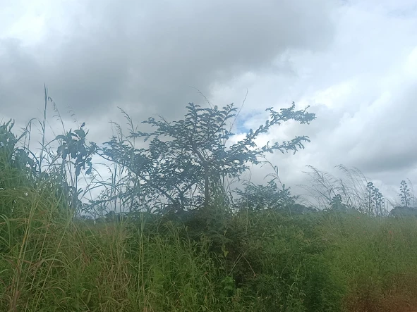 Farm & Agricultural Land