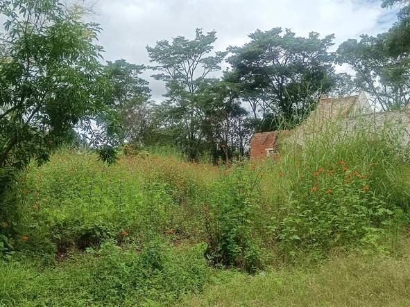 Farm & Agricultural Land