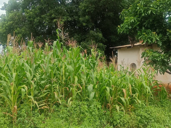 Farm & Agricultural Land