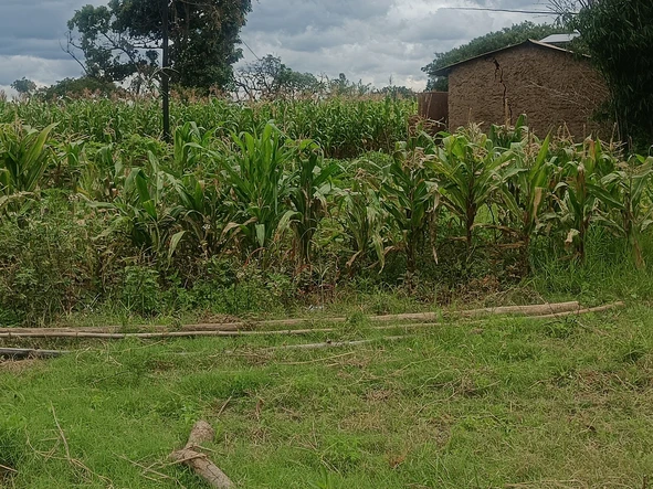 Farm & Agricultural Land