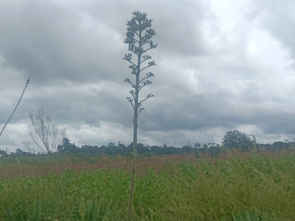 Farm & Agricultural Land