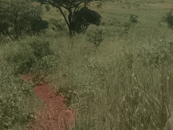 Farm & Agricultural Land