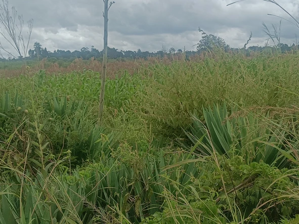 Farm & Agricultural Land