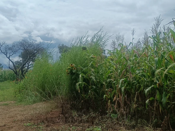 Farm & Agricultural Land